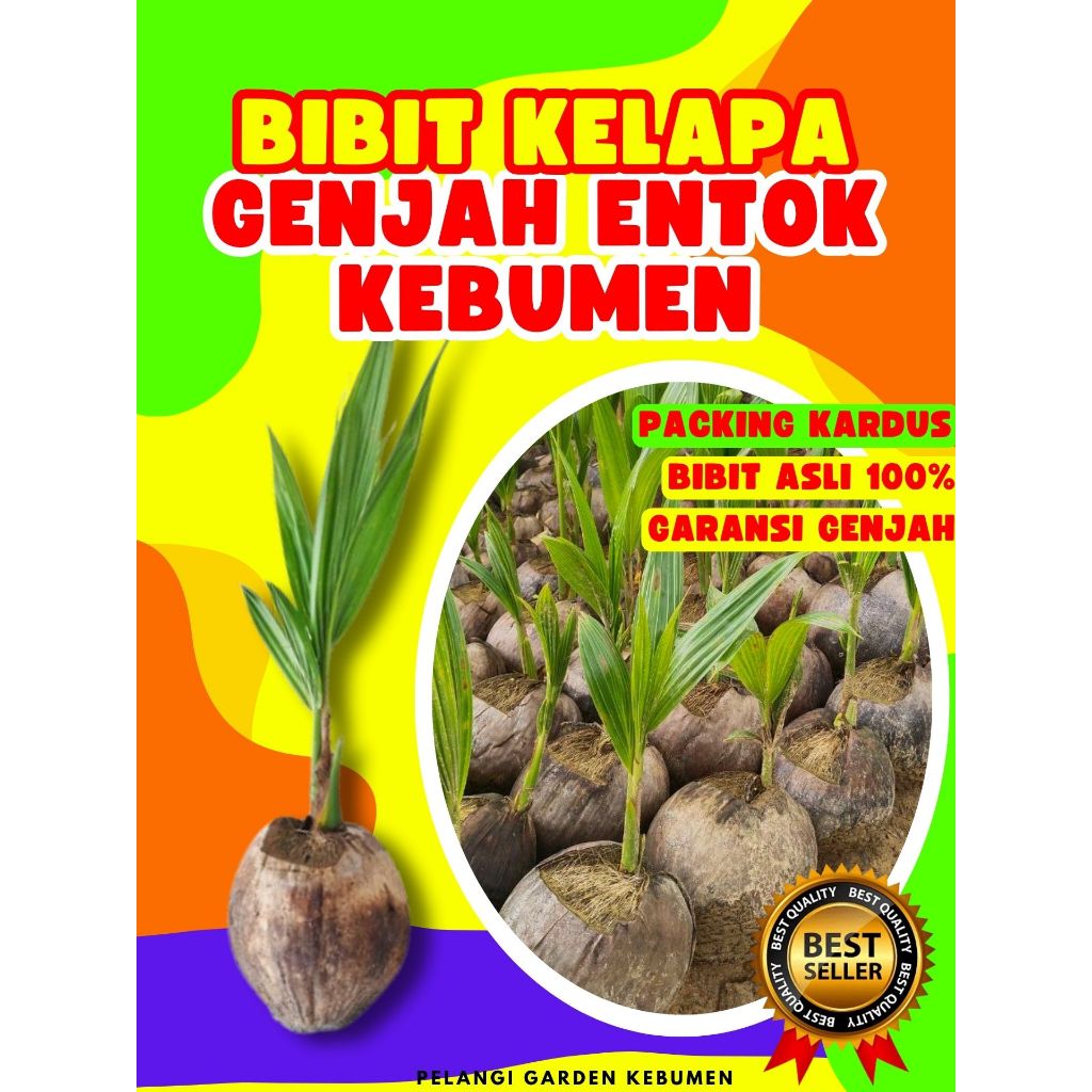 3 TAHUN BUAH..  Bibit Kelapa Kopyor Genjah Pati, Bibit Kelapa Kopyor Hawai, Bibit Kelapa Kopyor Madu