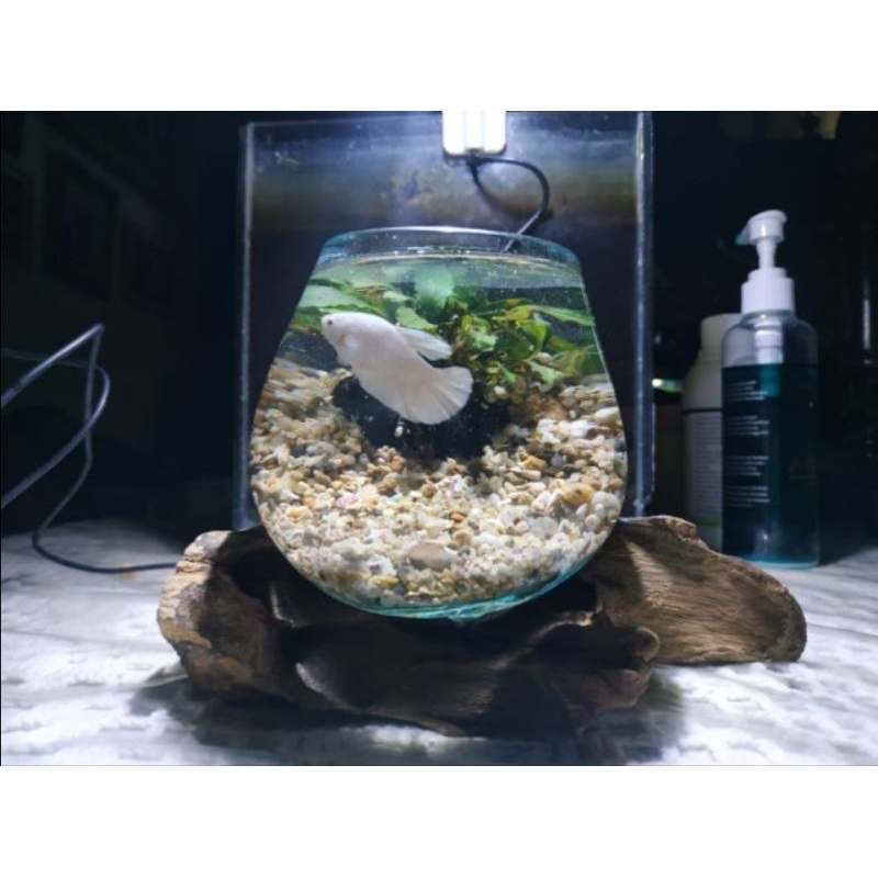 Aquarium cupang Aquarium mini kayu Aquarium kecil hiasan meja