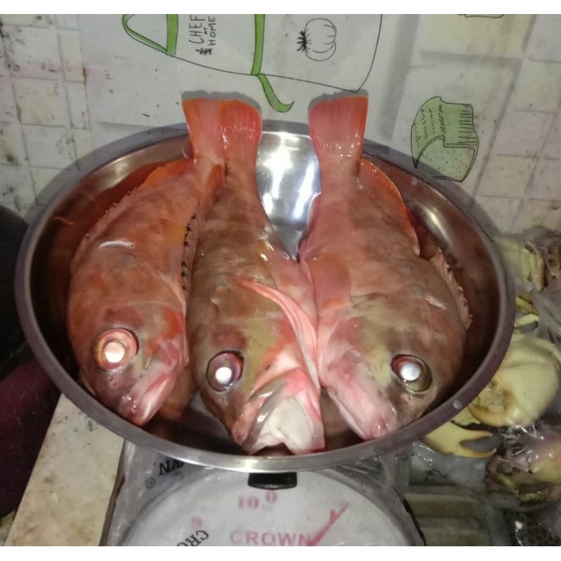 

IKAN KERAPU FRESH