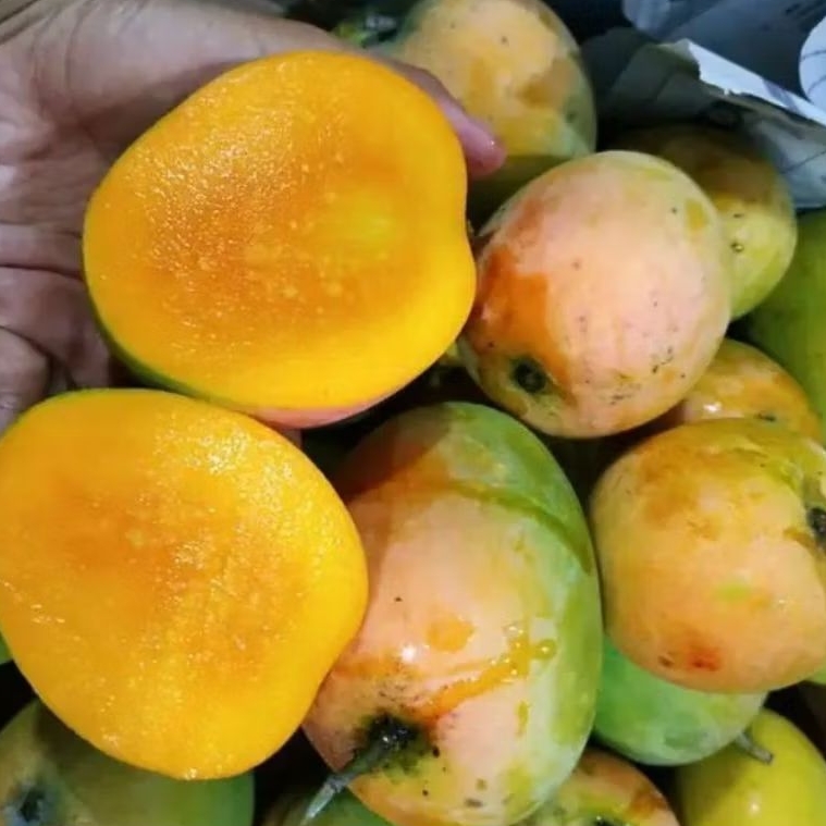 

Mangga Gedong Gincu fresh ... TERMURAH..