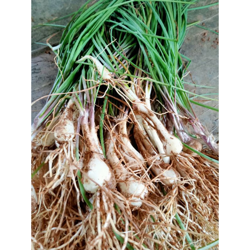

Bawang Batak/kuncai segar fresh per 500 gram