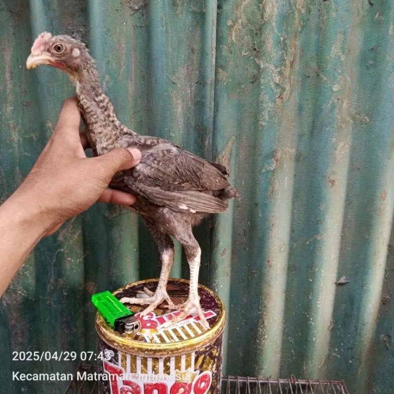 ayam pelung jali corak jantan betina