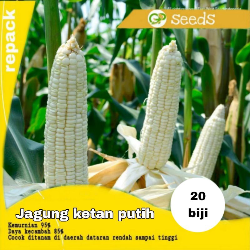 benih jagung ketan putih paramita f1 kemasan ecer