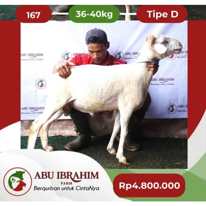 

Kambing Kurban Tipe D 36 - 40kg | Abu Ibrahim Farm | Sehat & Bergaransi