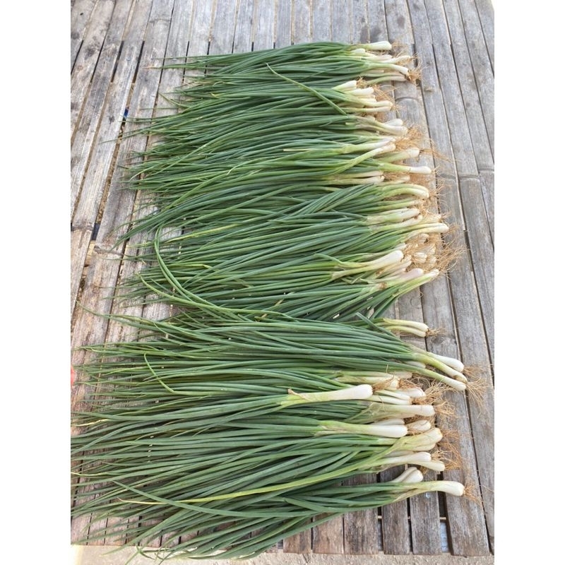 

Bawang Daun Seikat