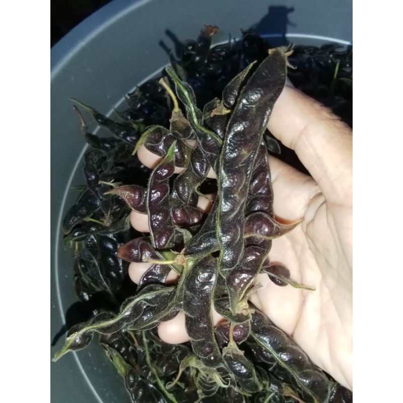 

hiris hitam super langka 100 gram