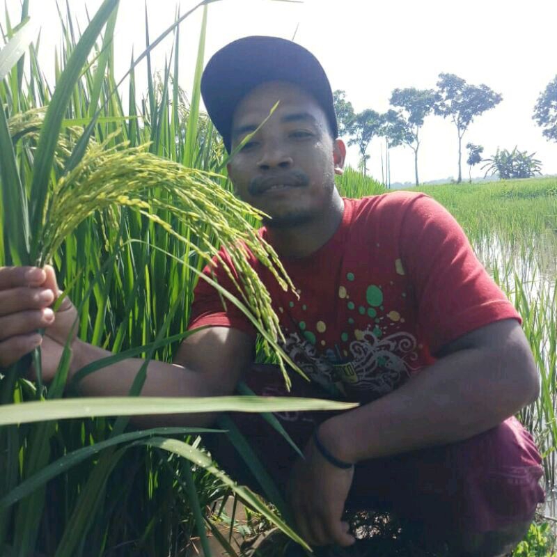 Benih Padi G100 (GANDARIA 100) kemasan 1kg