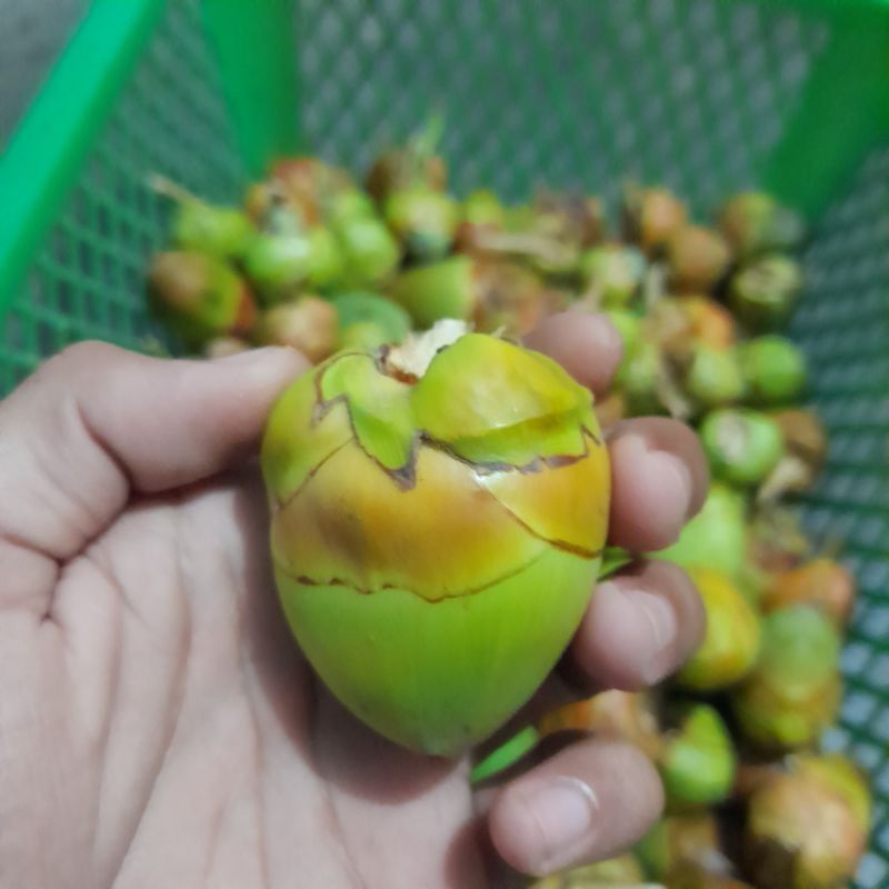 

Beluluk Kelapa Muda 10 Pcs – Segar, Siap Olah, Cocok untuk Minuman & Dessert