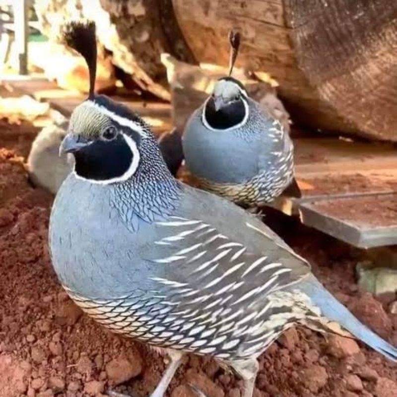 Burung Puyuh Hias California Import Jantan Dewasa