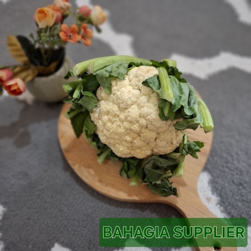 

Bungka Kol +- 500 gr / +- 1kg