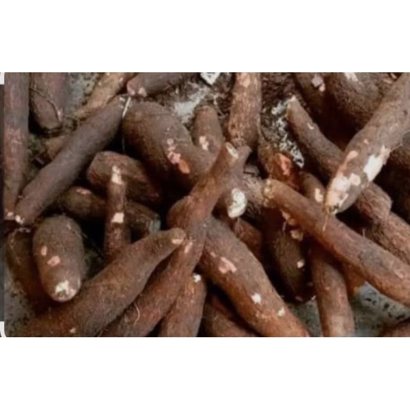 

Singkong permas/singkong empuk,1Kg