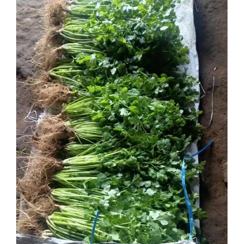 

Daun Ketumbar/Coriander/Wansui FRESH 500gr