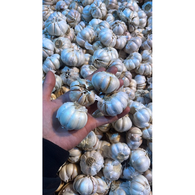 

bawang puting lokal kualitas super, kering dan tahan lama