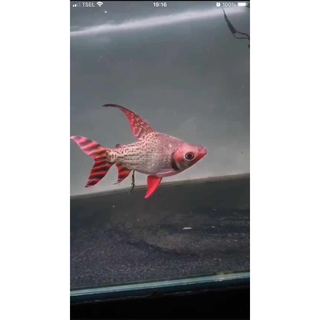 RED FLAGTAIL / RED FEIFENG HIGH FIN SEMI SB