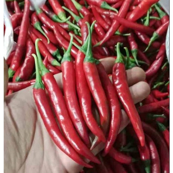 

1 Kg Cabe Merah Besar Segar / Cabai Tw Besar Merah 500 gram