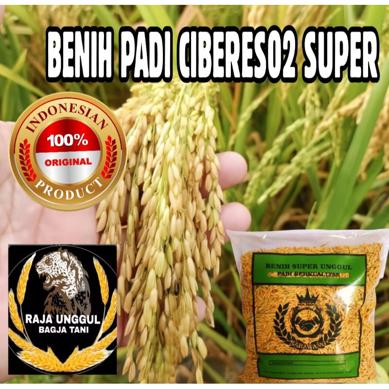 BENIH PADI CIBERES02 KUALITAS SUPER UNGGUL KEMASAN 1KG