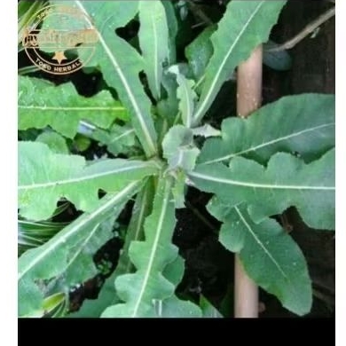 

Herbal Daun Lempuyung Segar 500grm