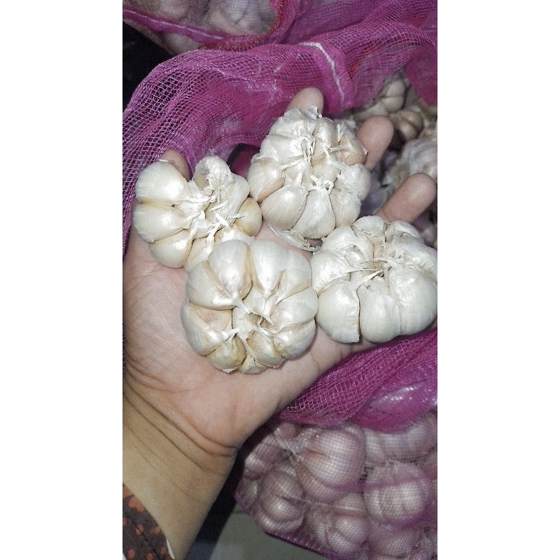 

bawang putih super murah