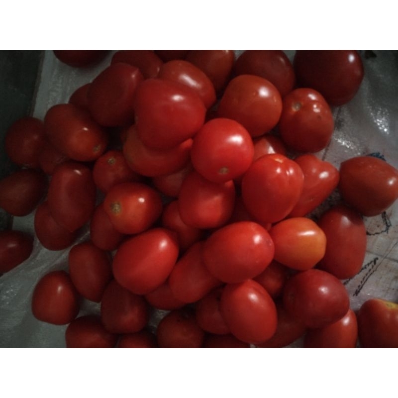 

Tomat buah segar 1 kg