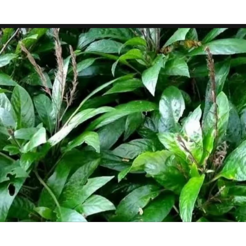 

lalaban daun rendeu, lalaban sunda/per 2 ikat ya kaka, isi 100 gram