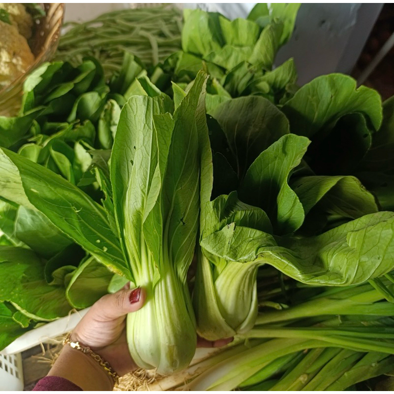 

Sayur Segar Terong/Sawi/Kubis/kembang kol/ wortel/ labu siem/ jagung manis