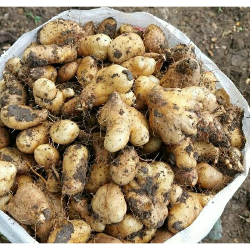 

GEMBILI KETAN 1 KG FRES BERSIH PULEN EMPUK