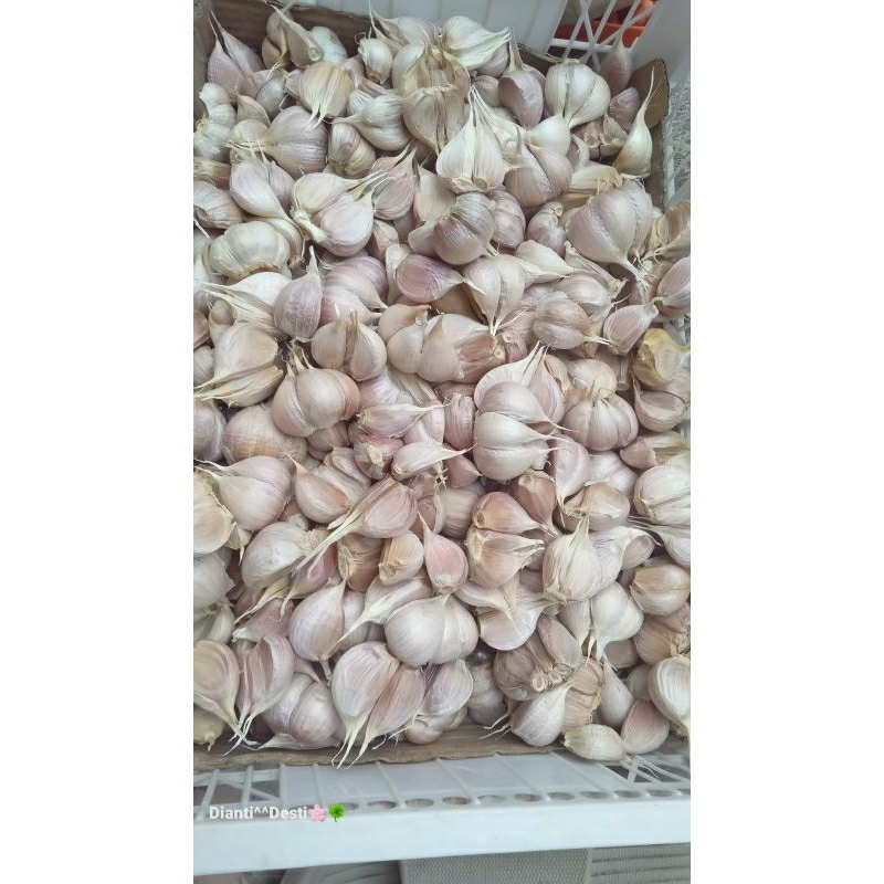 

Bawang kating bersih 500 grm