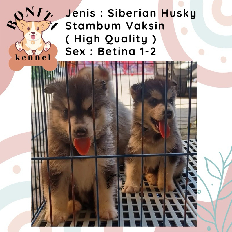 Siberian Husky Stambum Blue Eyes Jantan Flip Flop Betina Anak Anjing Husky