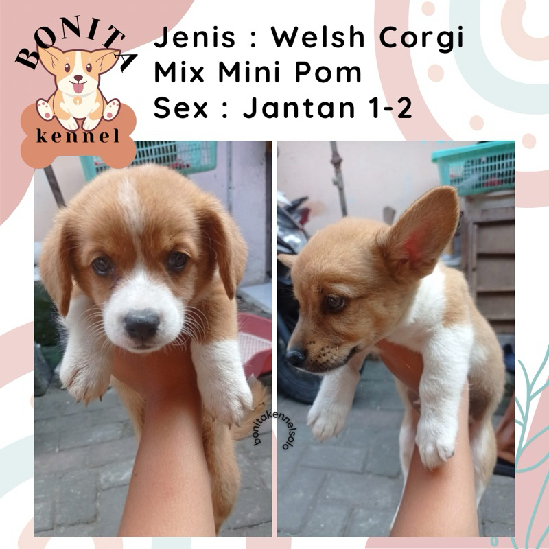 Pembroke Welsh Corgi Mix Mini Pom Sable Three Color Anak Anjing Corgi Jantan Betina