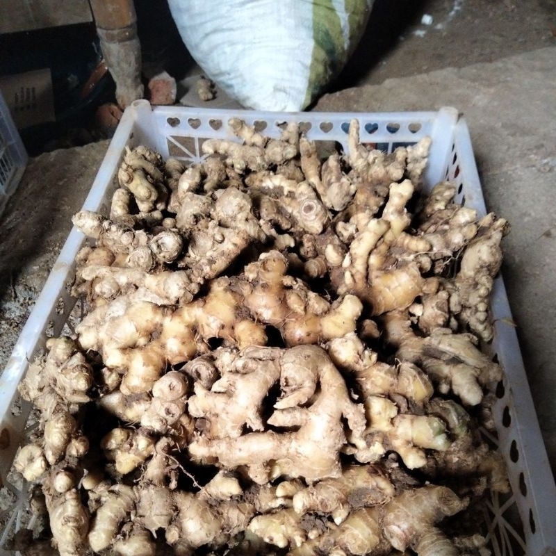 

jahe emprit segar (sudah cuci) asli pedas1kg