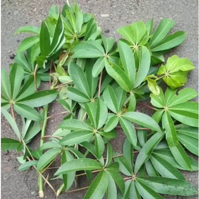 

daun kapuk randu