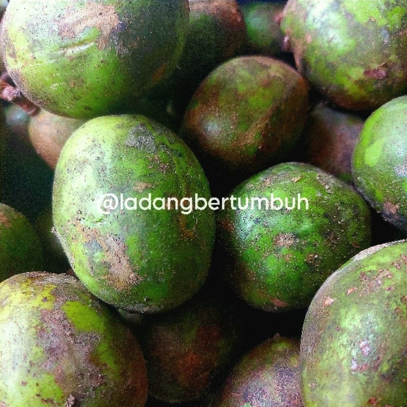

Buah Kedondong Asam Manis Bahan Rujak/Kedondong Segar Lokal - LADANG BERTUMBUH