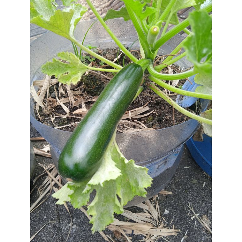 

Zucini/Zukini Sayur Segar 1kg