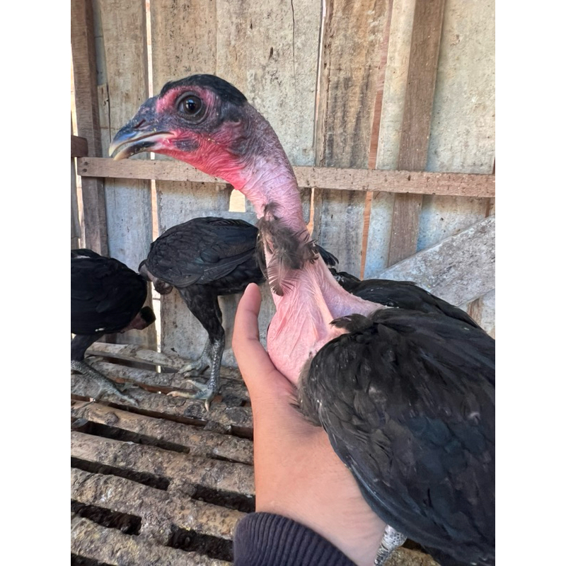 ANAKAN AYAM SAIGON ASLI KEPALA BOTAK UMUR 3 BULAN WARNA HITAM