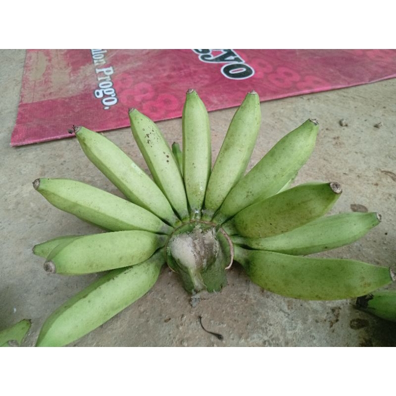 

pisang gadis/ulin hijau tua 1 sisir