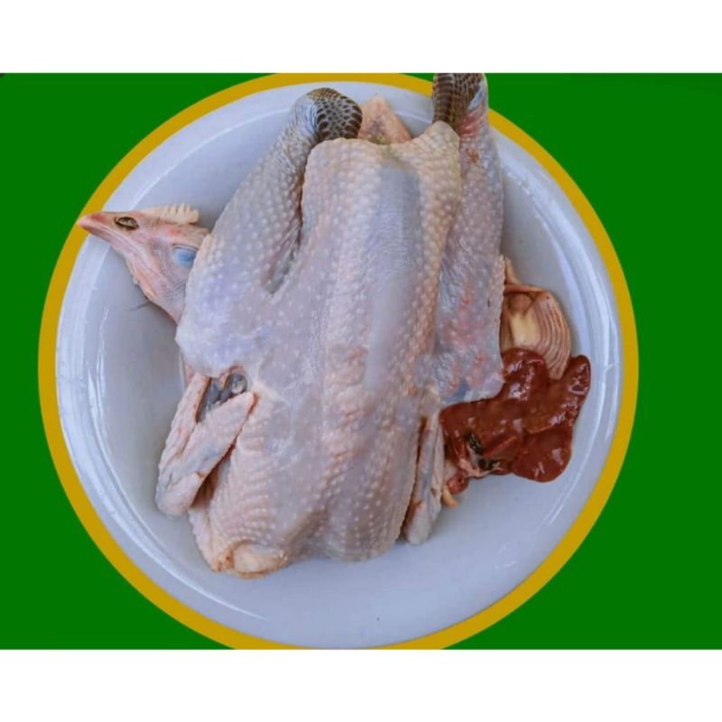 

AYAM KAMPUNG UTUH