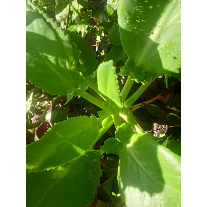 

daun cocor bebek atau buntiris segar per 50 grm