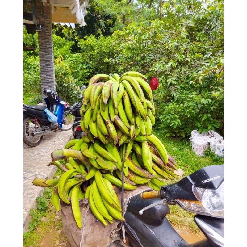 pisang tanduk super jumbo  pisang tanduk asli Bogor berat 1kg