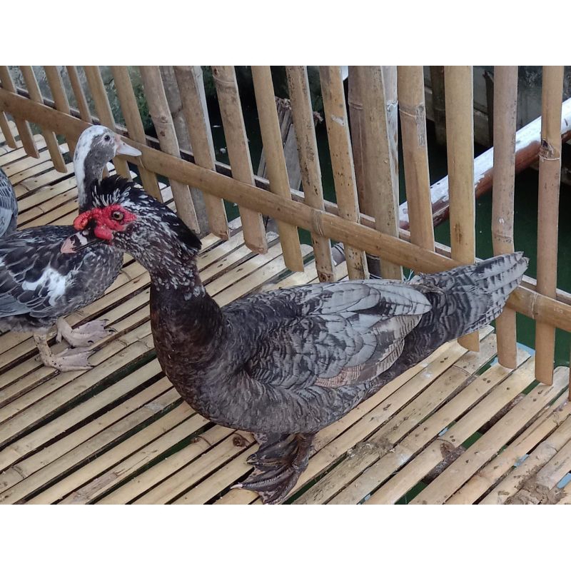 Telor Tetas Mentok Hias (RANDOM)