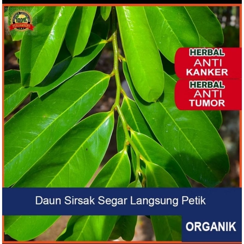 

daun sirsak segar l 400 lembar langsung petik