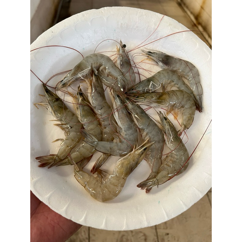 

udang kecil fresh bisa dikupaskan