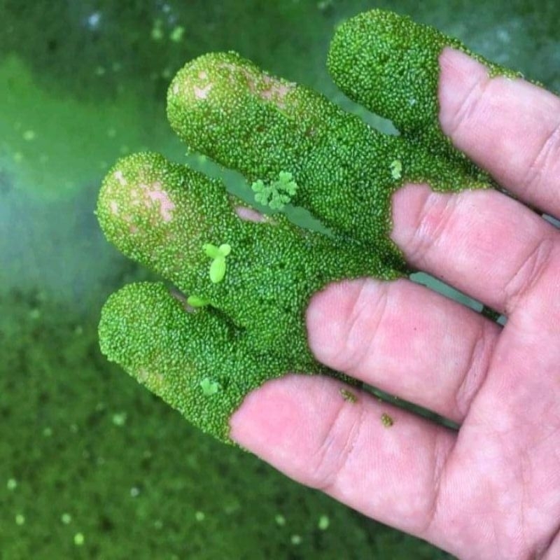 Wolfia tanaman air kolam