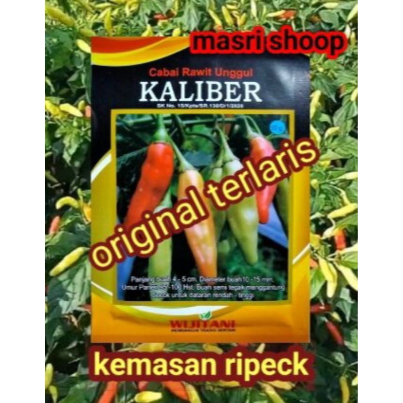 benih cabai rawit kaliber