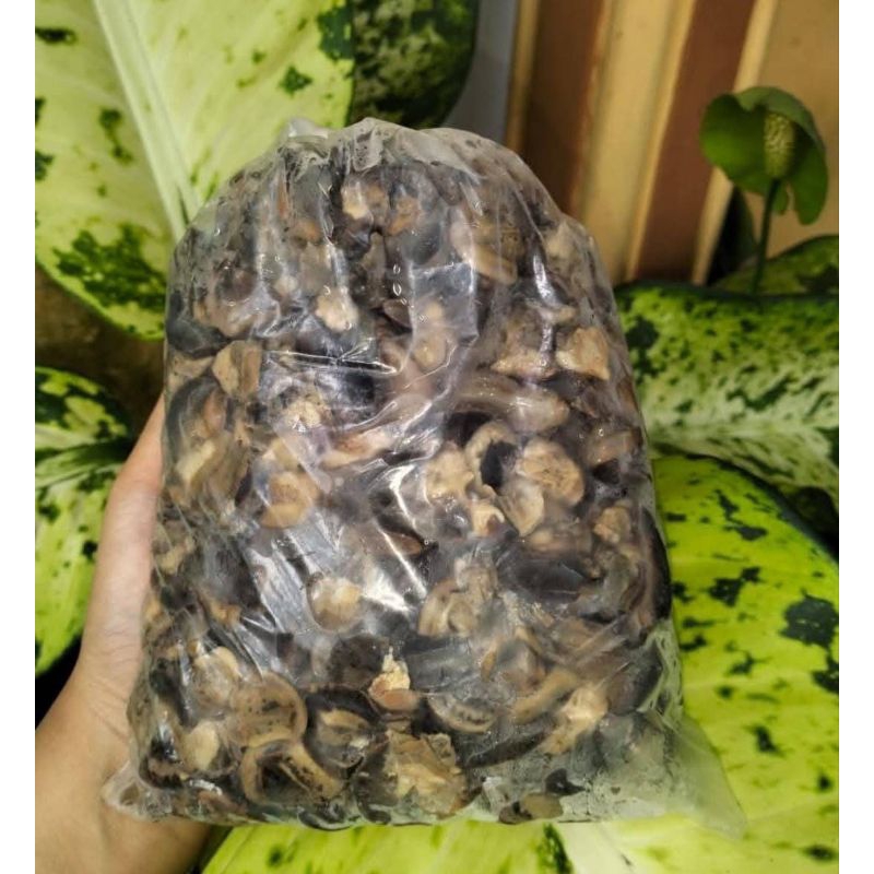

bekicot kecot siap olah 1kg