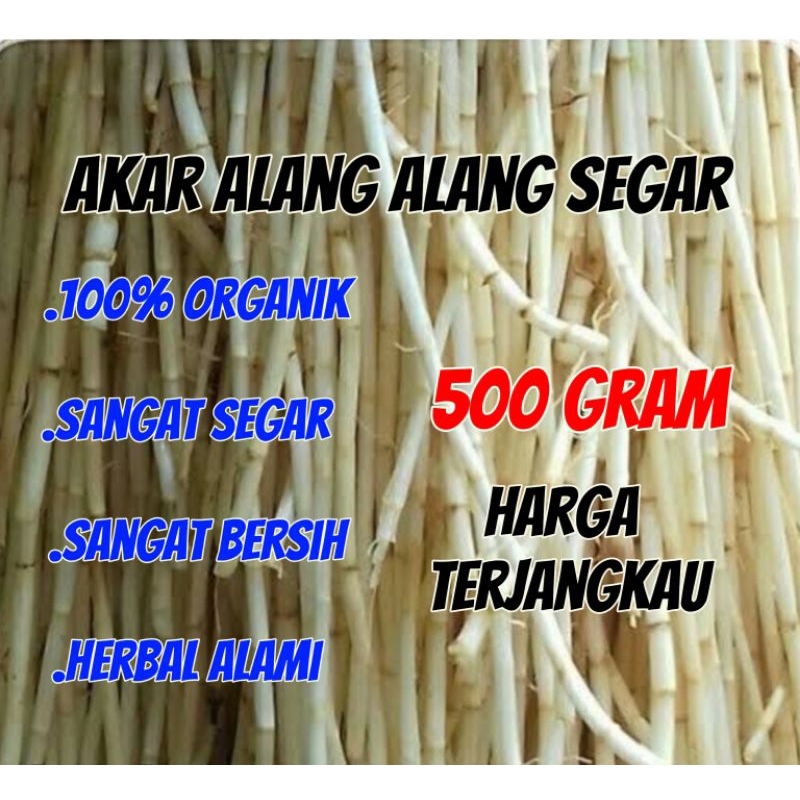 

akar Alang Alang segar 500gr
