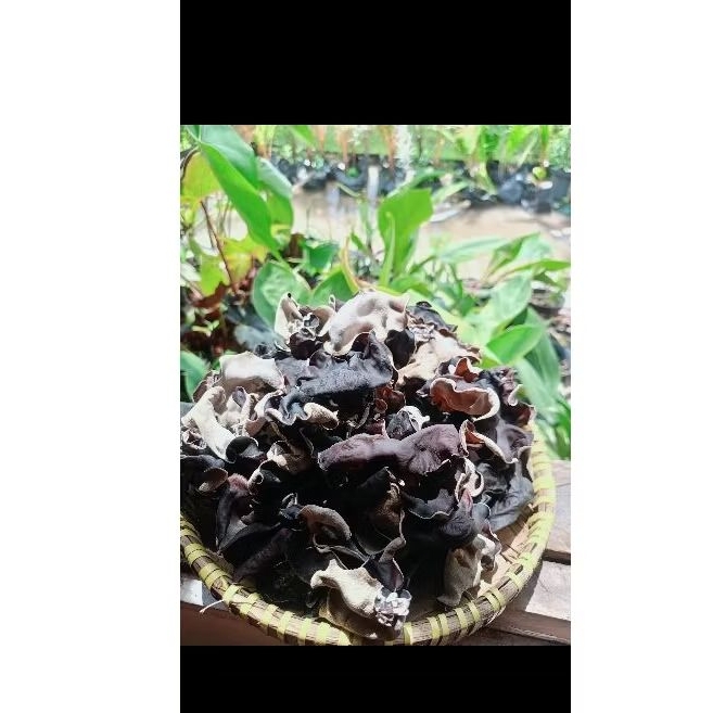 

Jamur kuping kering Premium