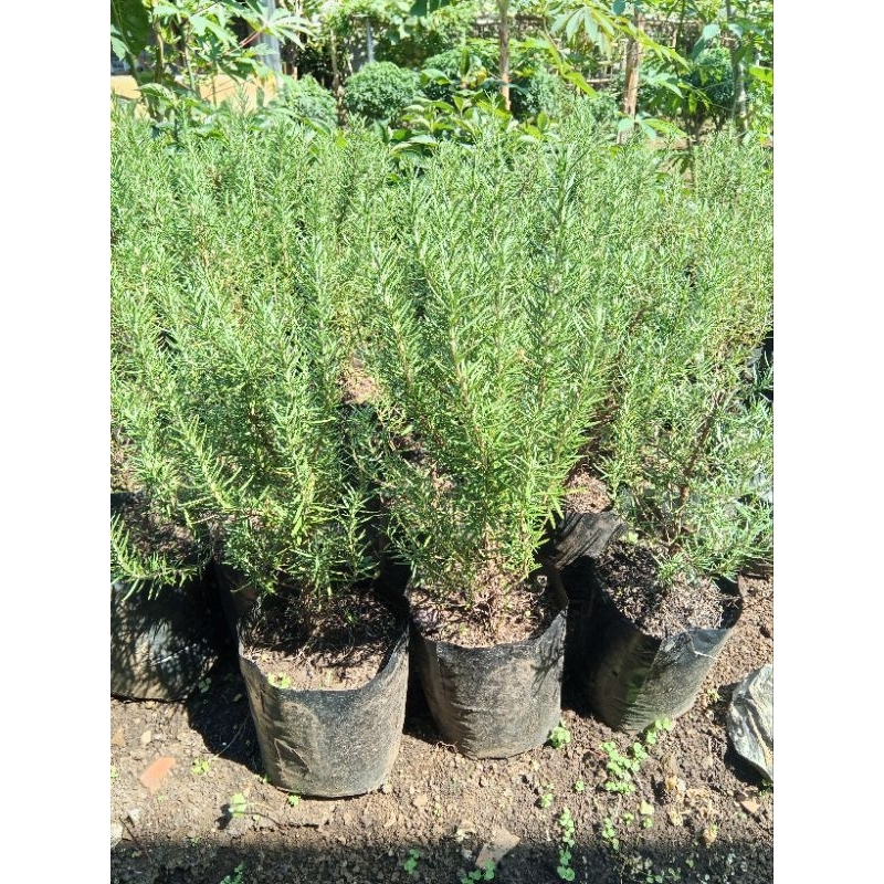 BIBIT ROSEMARY BESAR/ TANAMAN ROSEMARY SEDANG/BIBIT DAUN ROSEMARY/TANAMAN HIAS