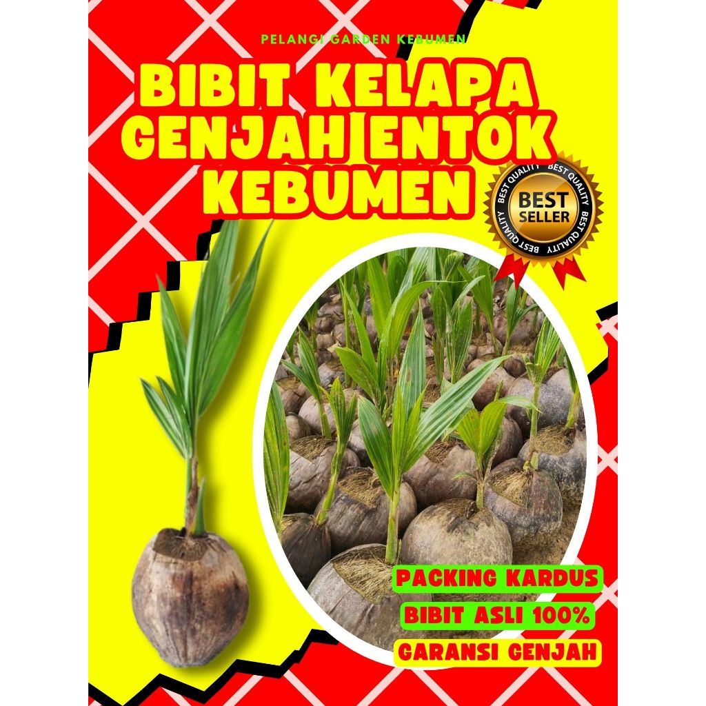 BIBIT UNGGUL..! Pohon Kelapa Bonsai, Pohon Kelapa Buah Besar, Pohon Kelapa Buah