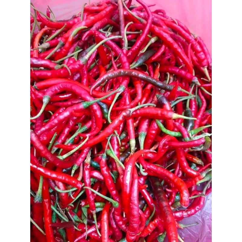 

CABE MERAH KERITING FRESH