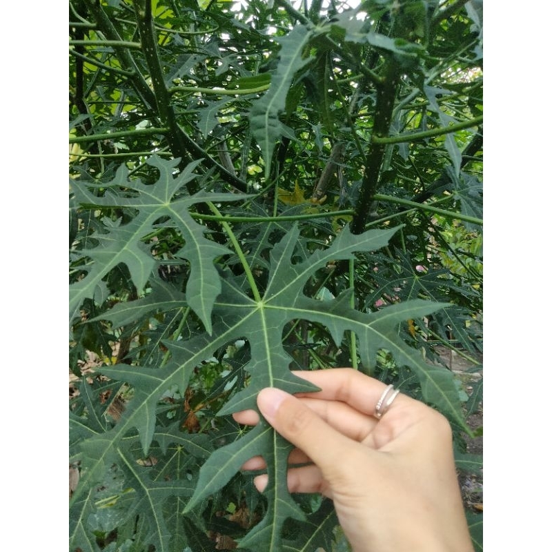 

Daun Pepaya Jepang